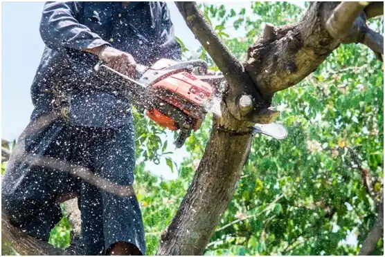 tree services Sand Hill